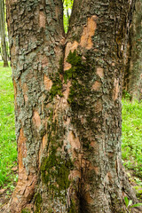 trunk of tree close-up. tree bark texture. bark with deep fissures. green moss on the bark.