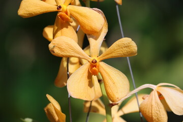 Mokara orchids are a monopodial hybrid of the Acocentrum, Vanda and Arachnis orchids, which were...
