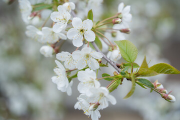 Beautiful blossoming cherry branch in the spring garden background. Soft and fantasy white and pink petals of cherry blossoms close up.