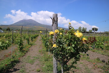 A vineyard on the slopes of Vesuvius, a volcano in the territory of Naples in Italy.