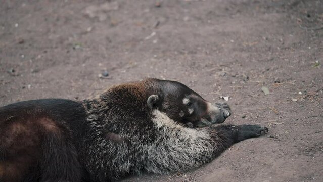 Lazy White-nosed Coati Lying Down On The Ground. Close Up