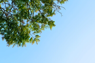 Low angle view of tree branches with blue sky