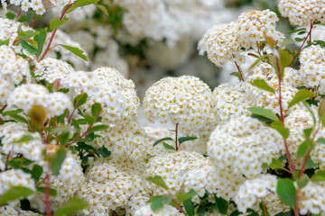 Selective focus of bushes white flowers with green leaves in the garden, Spiraea trilobata known as Asian meadowsweet is a species of flowering plant in the family Rosaceae, Nature floral background. - obrazy, fototapety, plakaty