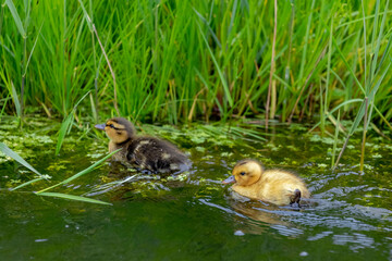 Two small baby duck in its natural habitat swimming in the lake or canal, A duckling is a young newborn duck in fluffy plumage, Spawning and breeding season.