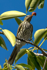 Australian Figbird in Queensland Australia