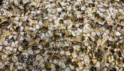 texture of shells