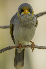 Yellow-throated Miner in Queensland Australia