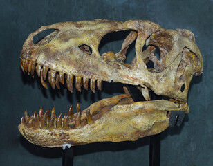 Real scull of Tarbosaurus baatar dinosaur found in Mongolia Gobi desert