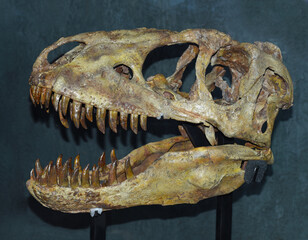 Real scull of Tarbosaurus baatar dinosaur found in Mongolia Gobi desert © Tatiana