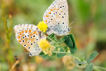 La reproduction des papillons. L'abdomen des papillons. Des papillons se reproduisant.