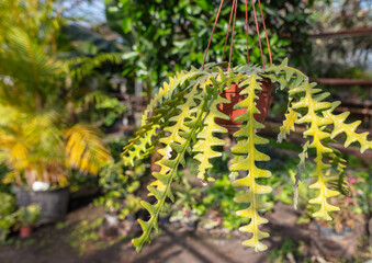 An exotic flower in a pot hangs in a greenhouse.