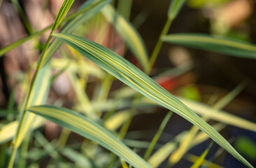 Green leaves of reeds in nature.
