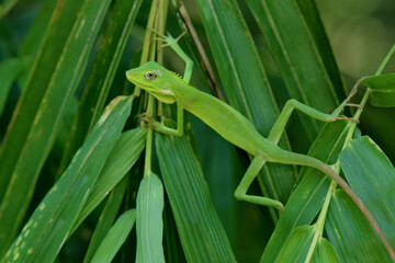 Bunglon camuflage on green leaf