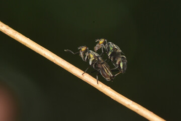 The little fly making love