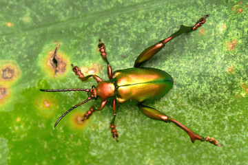 rainbow bug on the wild