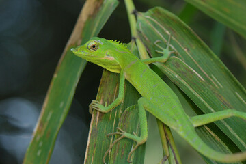 Bunglon camuflage on green leaf