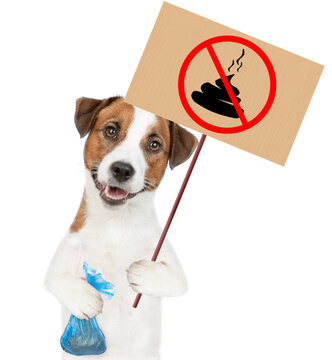 Jack russell terrier puppy holds  plastic bag and sign "no dog poop". Concept cleaning up dog droppings. isolated on white background