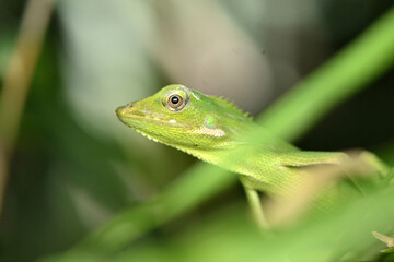 Bunglon camuflage on green leaf