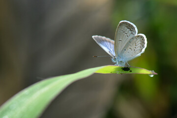 Little butterfly in morning with backlight
