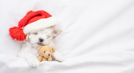 Tiny Maltese puppy wearing red santa hat sleeps and hugs toy bear under white blanket at home. Top down view