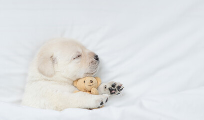 Golden retriever puppy sleeps under white blanket on a bed at home and hugs favorite toy bear...