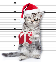 Bad cat with a black eye wearing santa cap holds a stolen gift is caught committing a crime