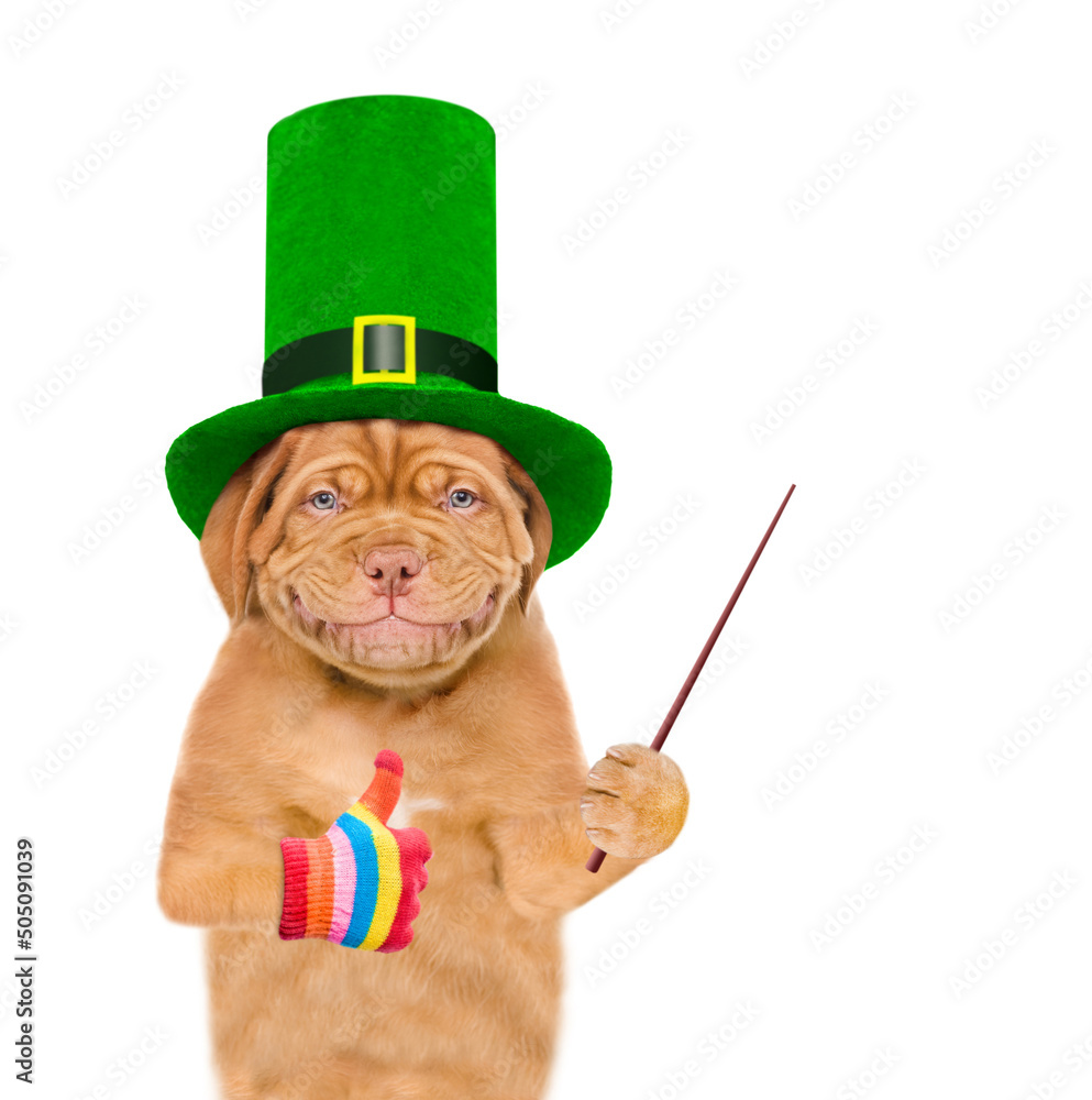 Poster st patrick's day concept. funny mastiff puppy wearing hat of the leprechaun shows thumbs up gesture 