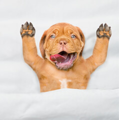 Funny Mastiff puppy lying with open mouth and tongue out under white warm blanket on a bed at home. Top down view