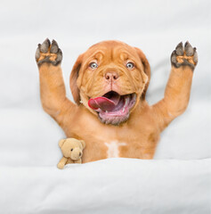 Funny Mastiff puppy with open mouth and tongue out lying with toy bear under white warm blanket on...