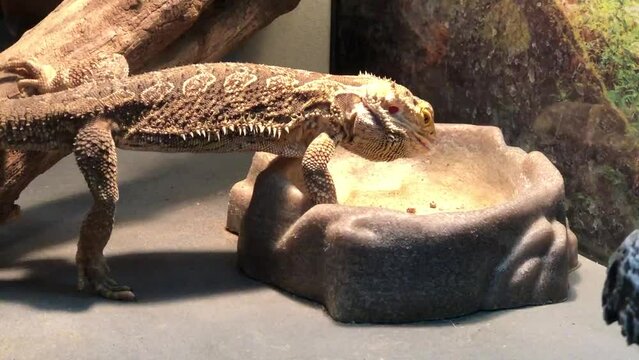 Bearded Dragon eating mealworms in an enclosure