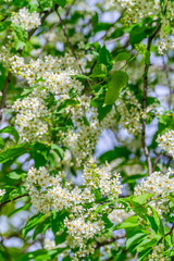 Spring flowering bird cherry in natural conditions. Natural floral white background.