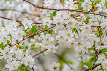 Obraz premium Spring cherry blossoms in natural conditions. Natural floral white background.