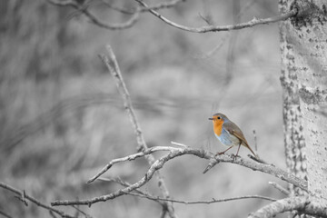 Robin on a branch in the National Park darß. Colorful plumage of the small songbird.