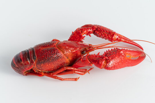 Closeup of red crayfish detail