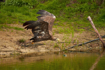 A hunting bald eagle flies above the water surface of a green lake in search of fish. Trees in the background, reflection, detail