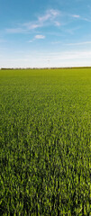 Green wheat field and blue sky during spring