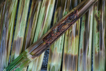 This dessert in Thailand is called Khanom Jak because it is wrapped in a Jak leaf in the middle. There is sticky rice mixed with coconut in the middle and then grilled over a charcoal stove until cook © nopwaratch