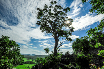 The close-up natural background of green rice fields, behind a large mountain and mist flowing...