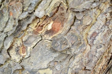 texture and bark of a tree.