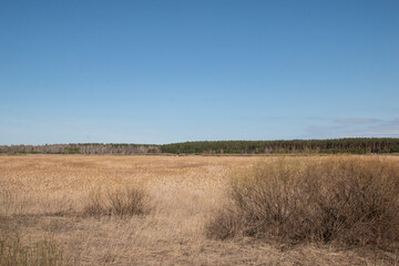 A huge brown meadow in the Kurgan region. A brown meadow and a pine forest line on the horizon.