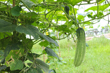 cucumber on tree in farm for harvest