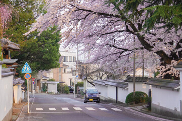 満開の桜と住宅地の路地