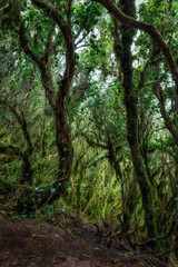 Thick laurel forest