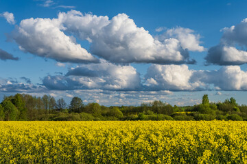 Obraz premium field of beautiful springtime golden flower of rapeseed, canola colza in Latin Brassica napus with sky background and beautiful clouds, rapeseed is plant for green industry