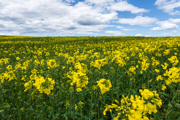 field of beautiful springtime golden flower of rapeseed, canola colza in Latin Brassica napus with sky background and beautiful clouds, rapeseed is plant for green industry