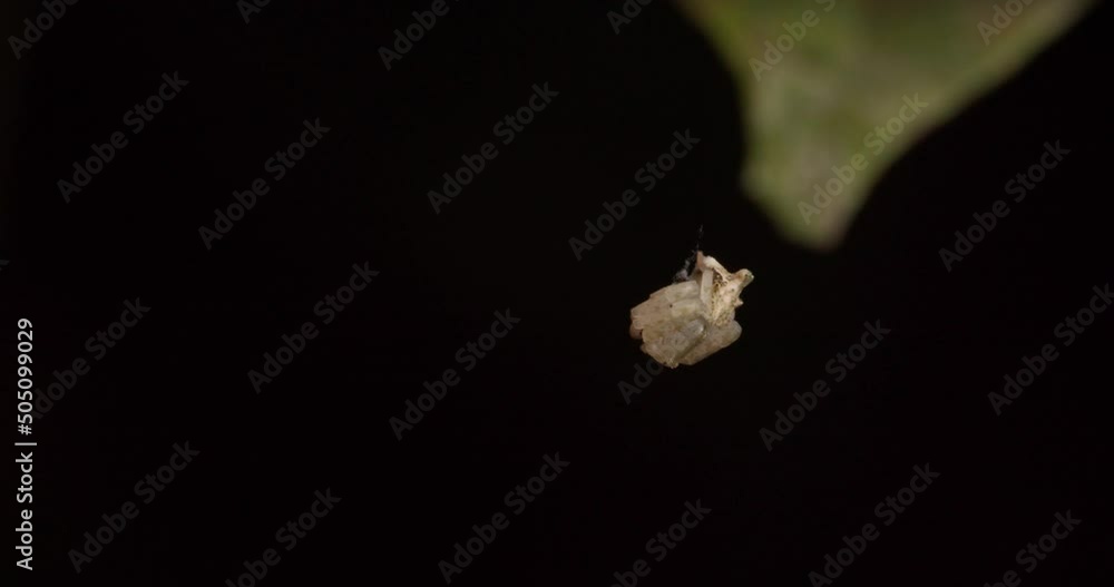 Poster white jumping spider hanging from a thread in ambush activates up as a bug passes