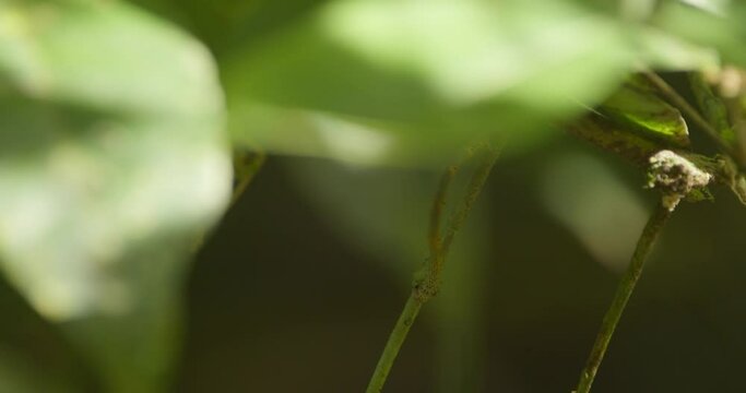 Geometer moth caterpillar moves under the cover of the leaves to stay safe from predators