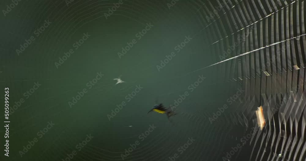 Poster orb weaver spider weaving as a fly gets stuck in the web