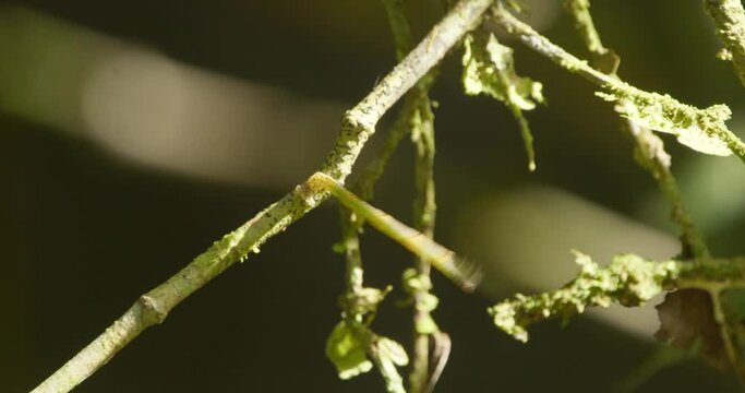 Caterpillar of geometer moth moves in the twigs in its unique style, built like a twig