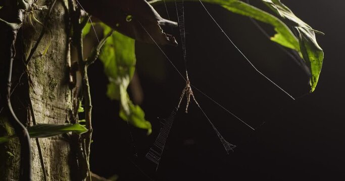 Decoy spider endemic to Rainforest in tambopata holds steady in its web strands